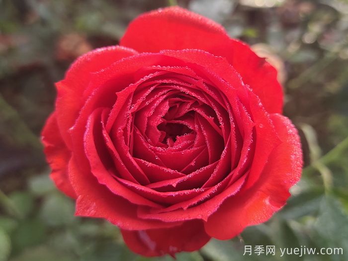 红苹果月季(图1)