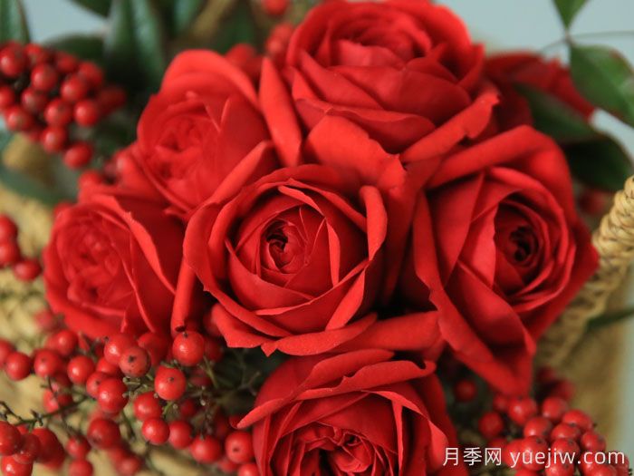 红苹果月季(图3)