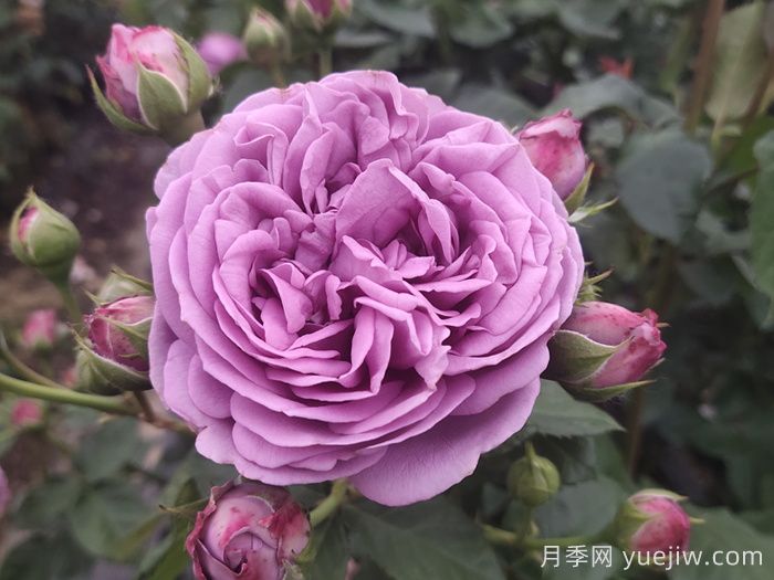 紫雾泡泡月季/迷雾泡泡(图1)