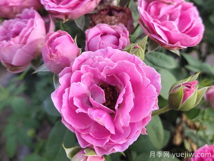 紫雾泡泡月季/迷雾泡泡(图3)