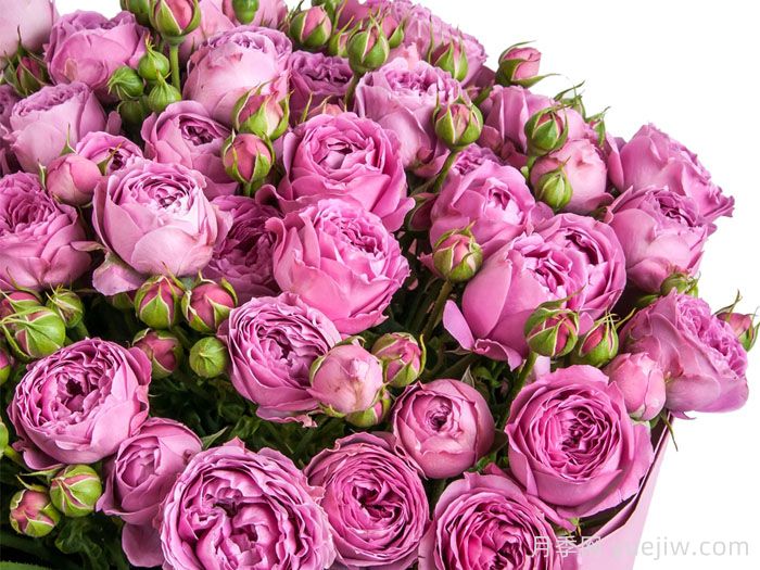 紫雾泡泡月季/迷雾泡泡(图4)