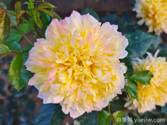 烟花波浪月季/烟花褶边(图4)