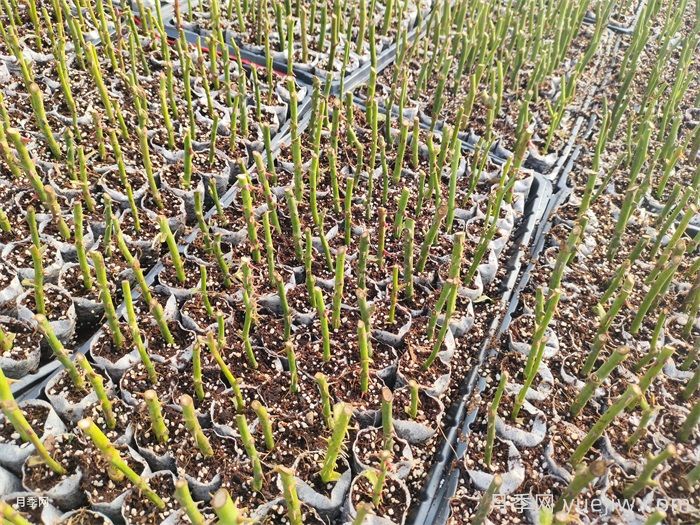 南阳月季冬插技术(图1) 南阳月季冬插技术(图1)