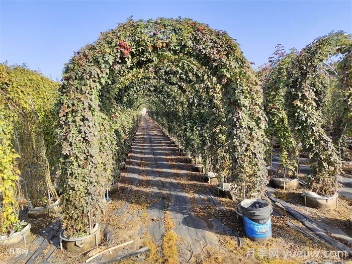 冬日月季养护，选择适宜的肥料助其绽放(图2)