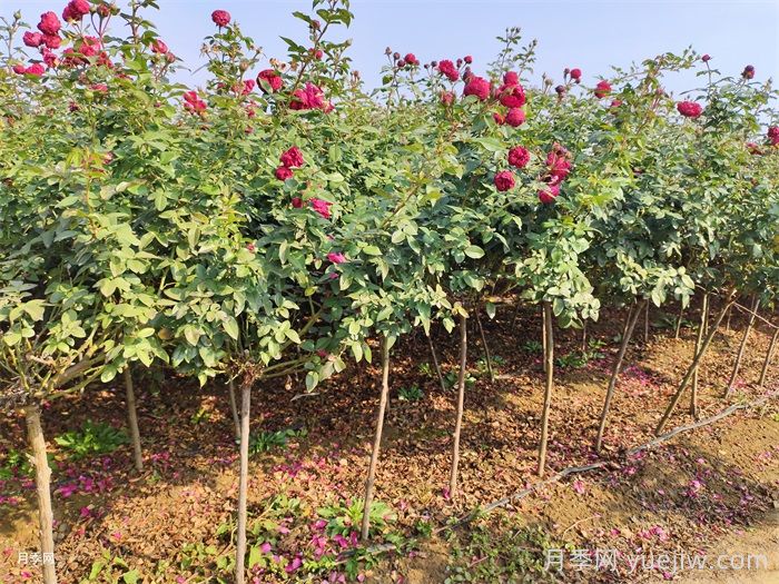 什么微月品种制作棒棒糖月季树好?(图3) 什么微月品种制作棒棒糖月季树好?(图3)