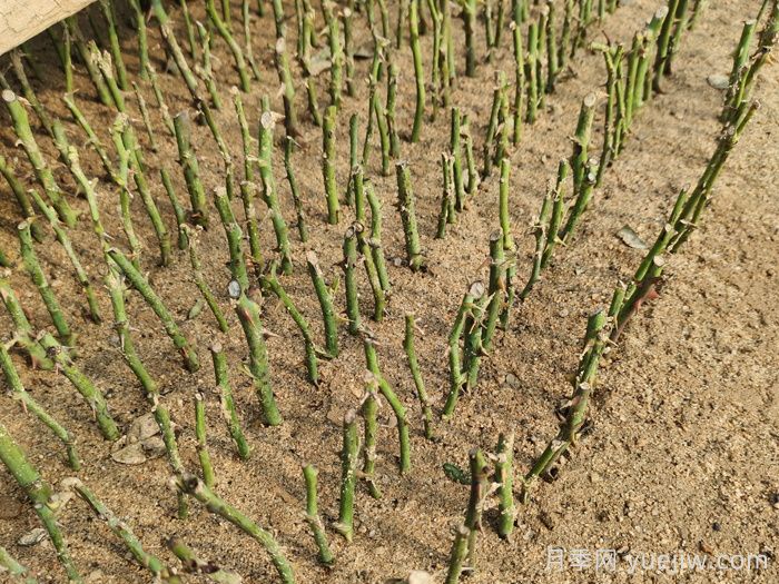 扦插月季最简单最有效成活率高的方法有哪些?(图1) 扦插月季最简单最有效成活率高的方法有哪些?(图1)