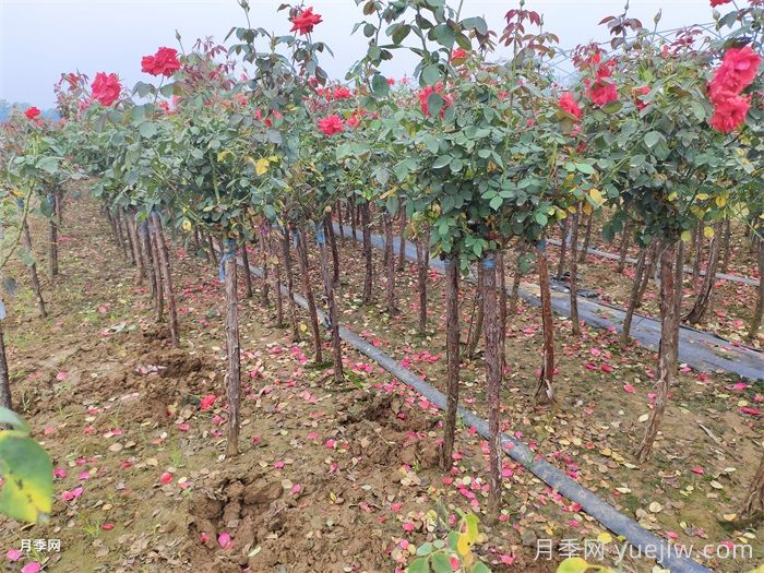 哪些因素会影响树状月季的开花量？(图1)