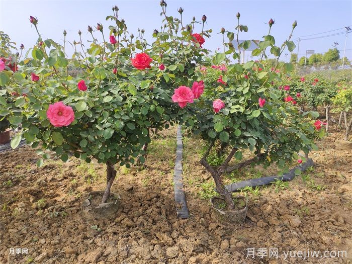哪些因素会影响树状月季的开花量？(图2)