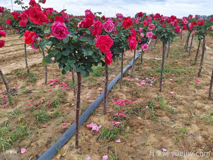 不同时期的树状月季病虫灾的防治办法不同(图2)