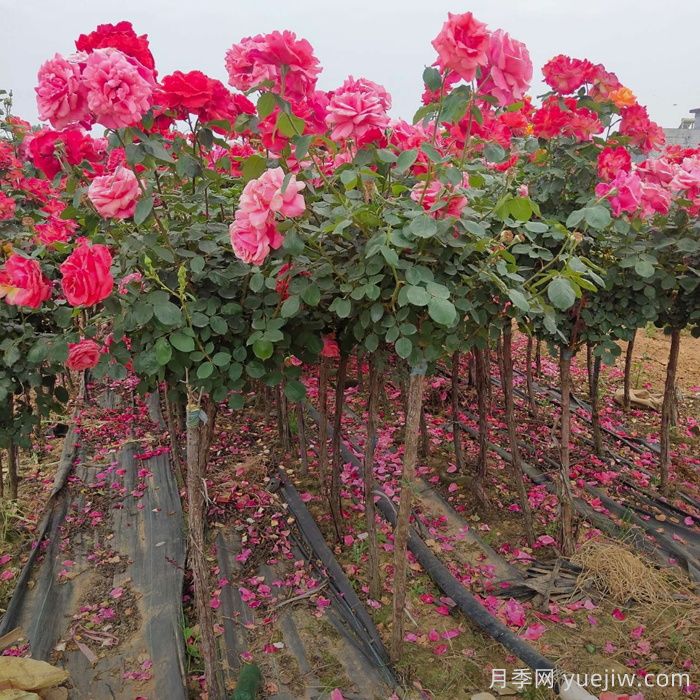 常规的树状月季多少钱一棵？几十是便宜的，几千也不算贵(图3)