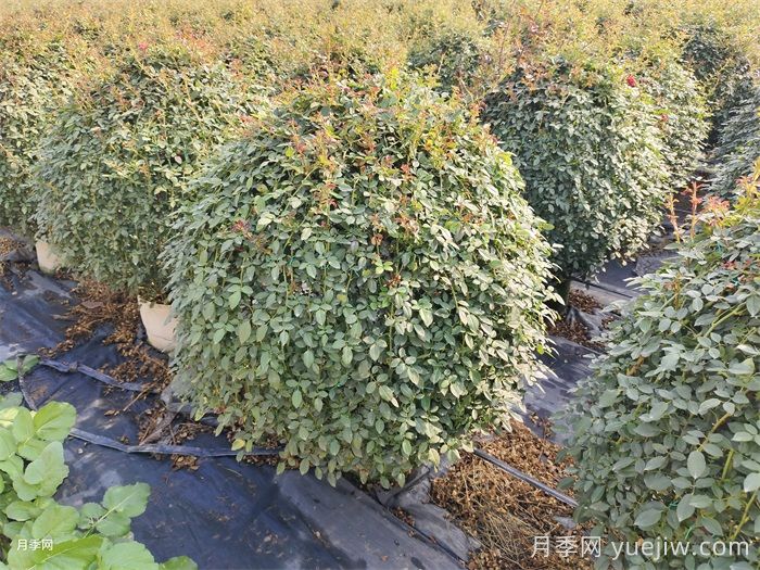 苗木修剪顺序及方法(图2)