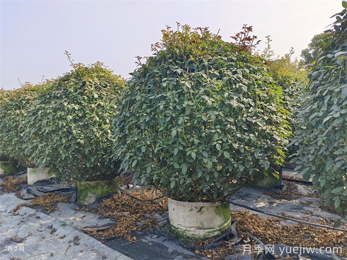 9月园林花木养护工作要点(图2)