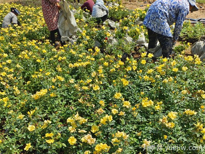 9月园林花木养护工作要点(图3)