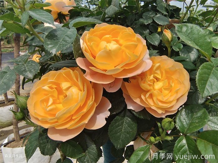 适合盆栽的灌木月季品种有哪些？(图1)