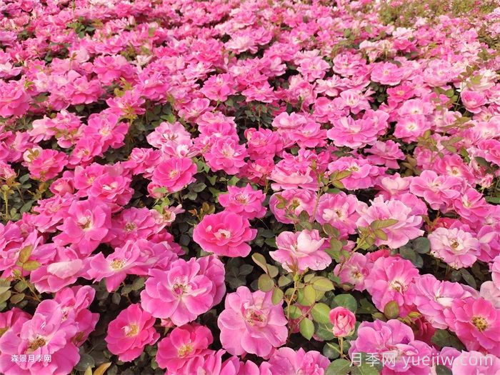 园林绿化常用盆栽月季品种有哪些？(图1)