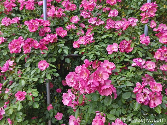 园林绿化常用盆栽月季品种有哪些？(图3)