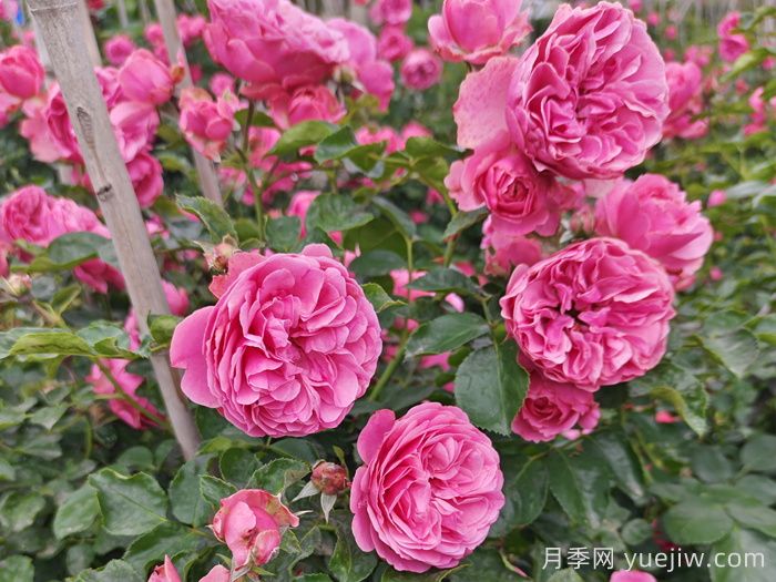 适合盆栽的藤本月季有哪些？？(图3)