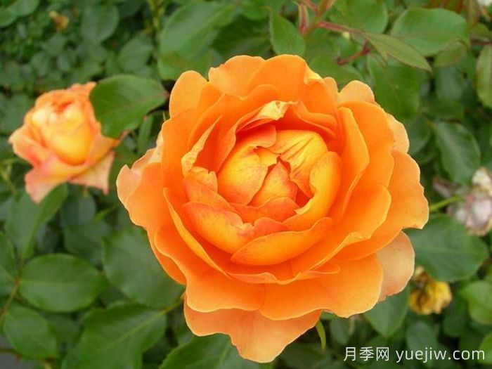 适合盆栽的藤本月季有哪些？？(图5)