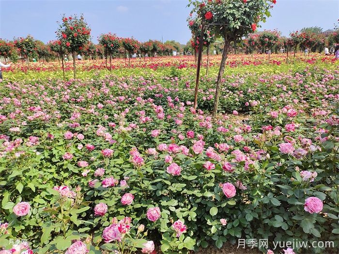 盆栽月季花掌握4个小技巧，叶茂花繁不难(图2)