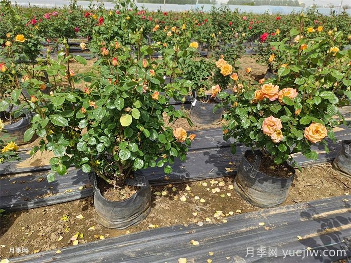 立秋后仍然持续高温,月季如何养护?(图1) 立秋后仍然持续高温,月季如何养护?(图1)