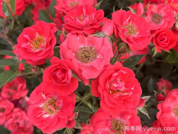 红宝石月季介绍和优缺点(图1) 红宝石月季介绍和优缺点(图1)