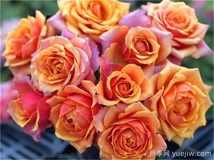 分享5种微型月季,浓香味颜值高阳台佳品(图3) 分享5种微型月季,浓香味颜值高阳台佳品(图3)