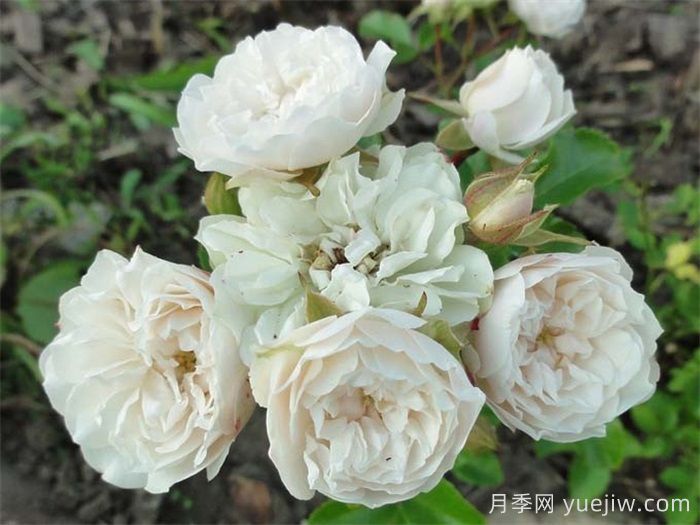 分享5种微型月季,浓香味颜值高阳台佳品(图4) 分享5种微型月季,浓香味颜值高阳台佳品(图4)