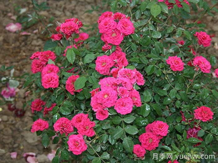 分享5种微型月季,浓香味颜值高阳台佳品(图5) 分享5种微型月季,浓香味颜值高阳台佳品(图5)