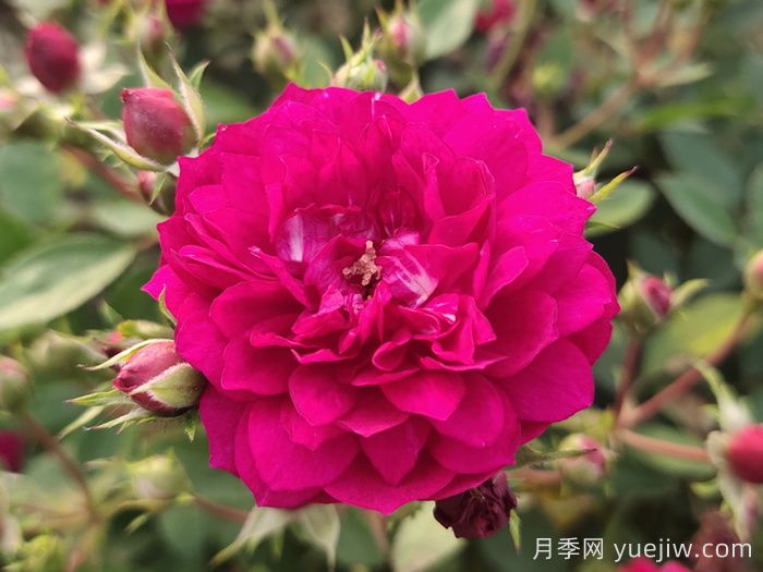 分享5种微型月季,浓香味颜值高阳台佳品(图2) 分享5种微型月季,浓香味颜值高阳台佳品(图2)