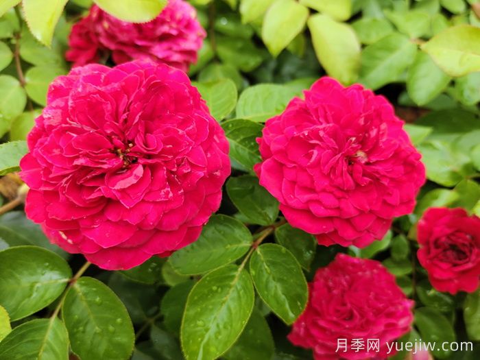 月季花开为何多姿多彩？(图1)