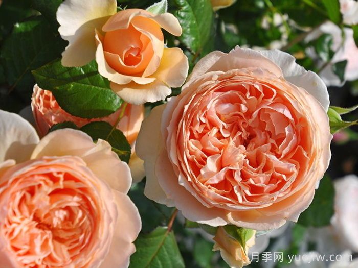 经验之谈，就养这5款经典欧月，皮实好养(图1)