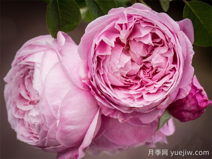 经验之谈，就养这5款经典欧月，皮实好养(图2)