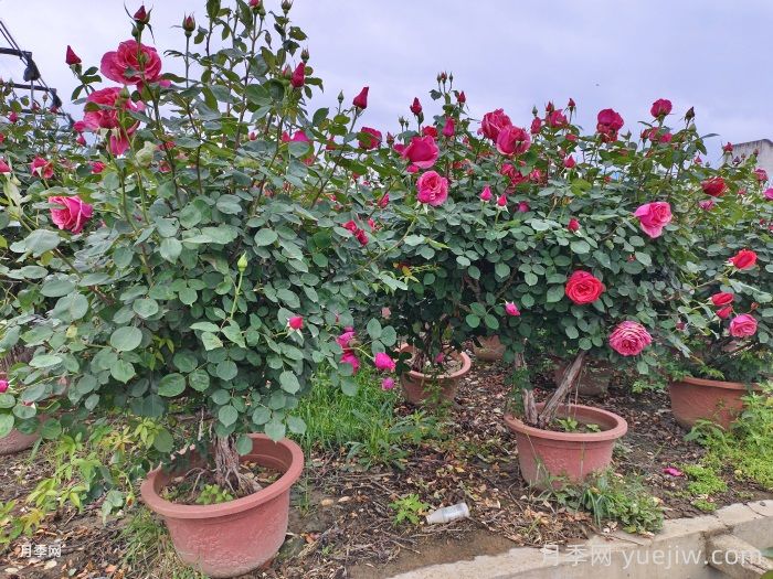 养月季一样要用大盆，给予生长空间(图1)