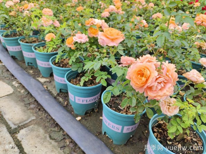 养月季一样要用大盆，给予生长空间(图2)
