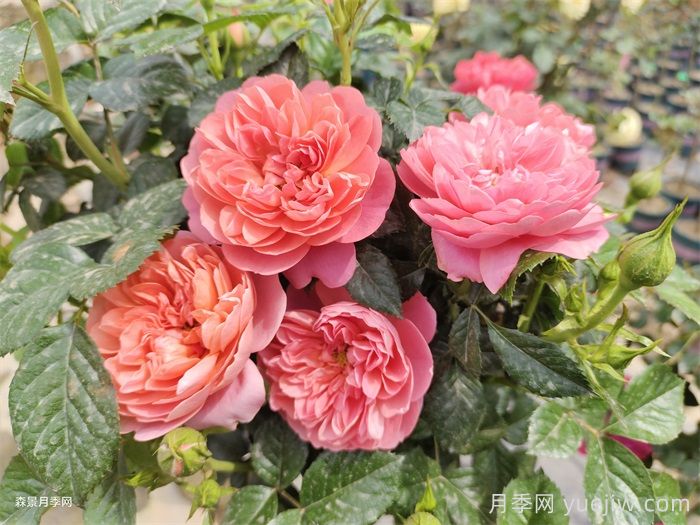 果汁阳台家族大全，盘点30款阳台月季系列品种(图3)