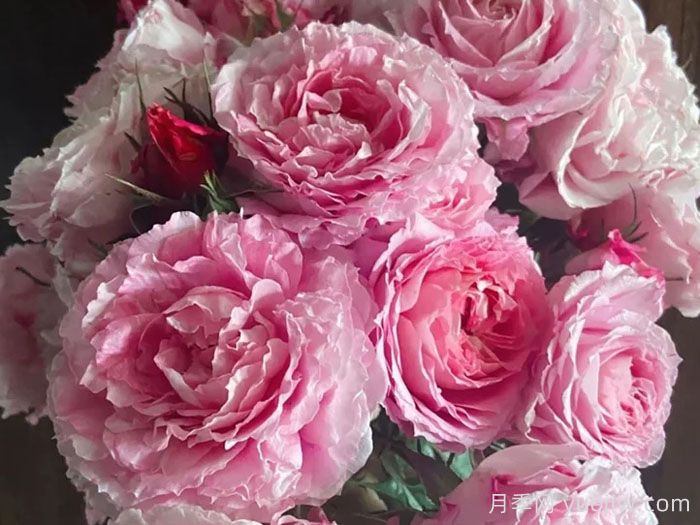 果汁阳台家族大全，盘点30款阳台月季系列品种(图8)