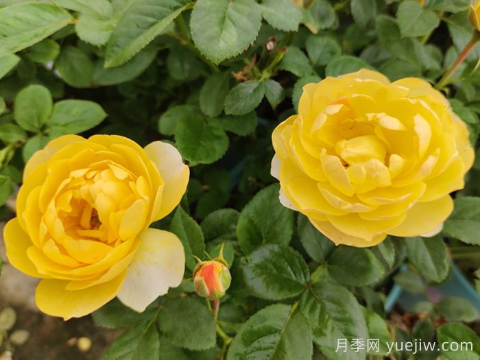 果汁阳台家族大全，盘点30款阳台月季系列品种(图7)