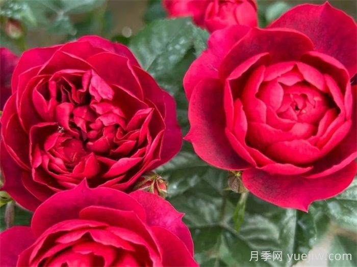 果汁阳台家族大全，盘点30款阳台月季系列品种(图6)