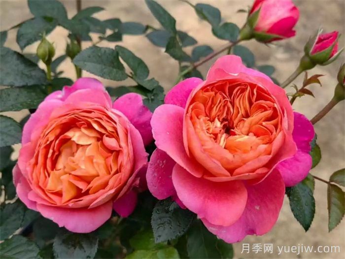 果汁阳台家族大全，盘点30款阳台月季系列品种(图4)