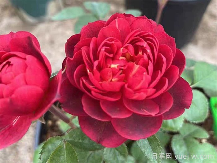 果汁阳台家族大全，盘点30款阳台月季系列品种(图2)