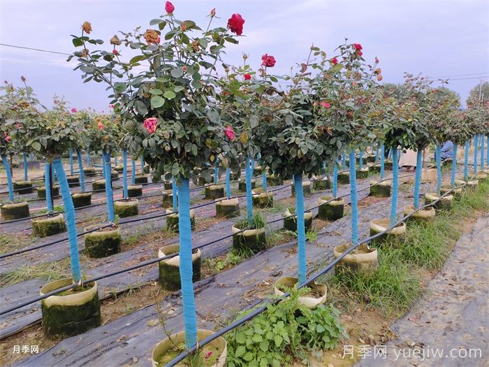 园林绿化如何提升夏季月季苗栽植成活率？(图4)