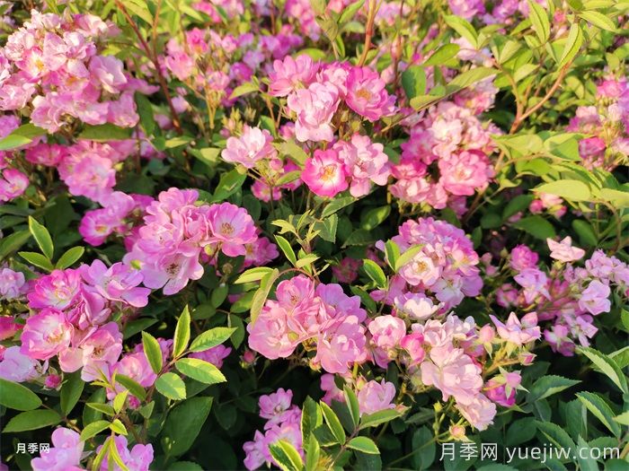 月季花春季防锈病(图1)