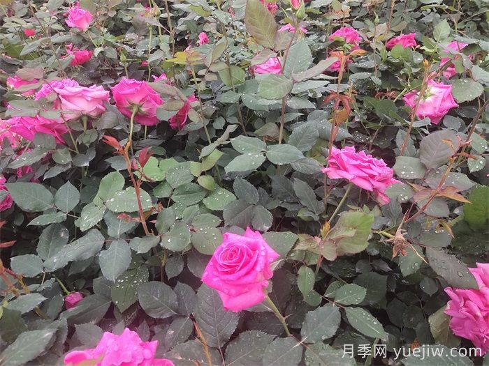 甘肃天水甘谷两代人的月季梦(图1)