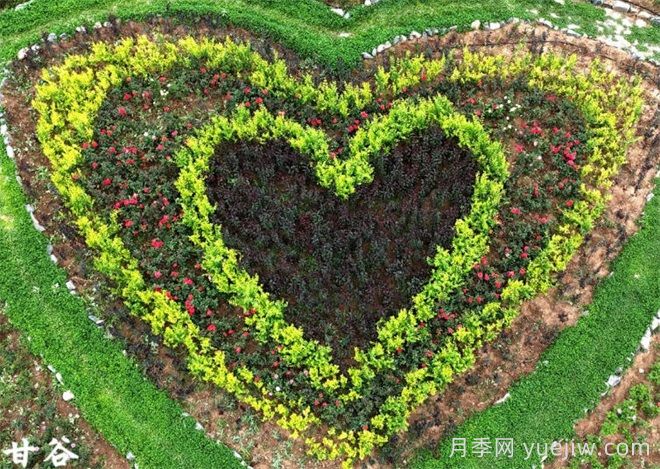 天水甘谷:月季悄然盛放,游人纷至沓来(图1) 天水甘谷:月季悄然盛放,游人纷至沓来(图1)