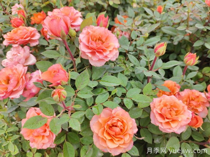 月季黑星病应该如何防治(图1) 月季黑星病应该如何防治(图1)