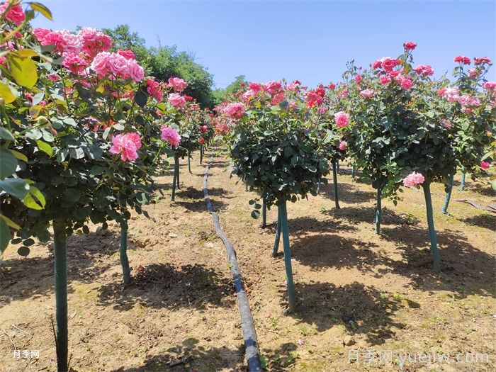 树状月季嫁接修剪技术(图1)