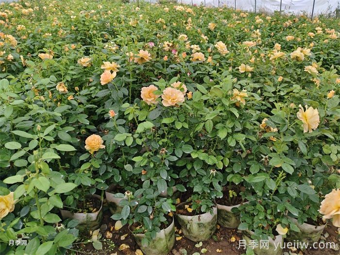 月季花为什么越开越小?(图2) 月季花为什么越开越小?(图2)