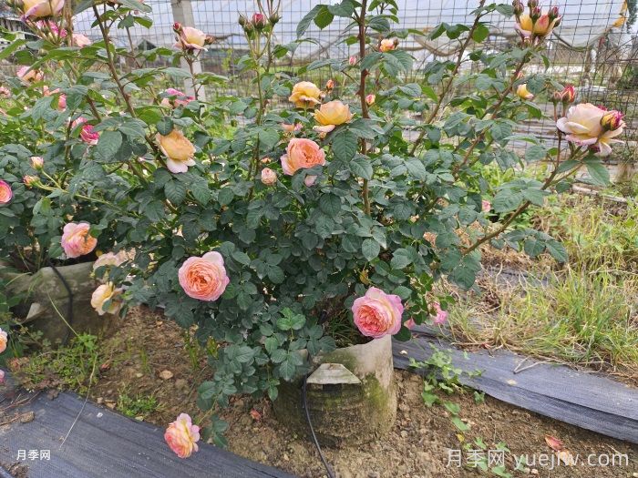 炎热多雨时节如何管好盆栽月季？(图1)