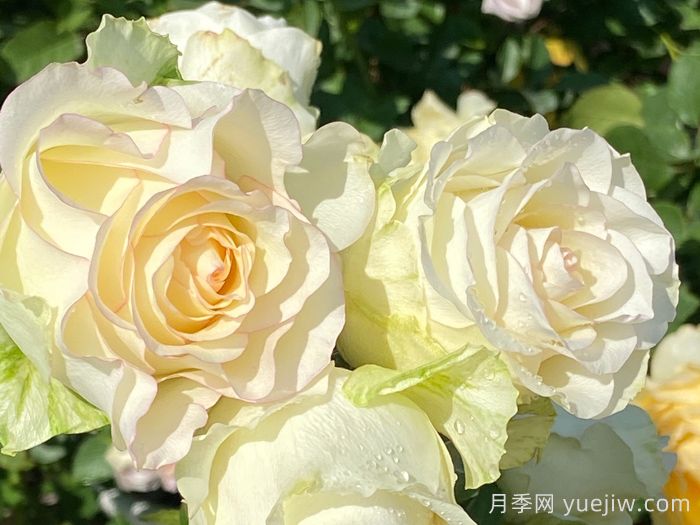 白色艾莎月季/白艾莎(图1)