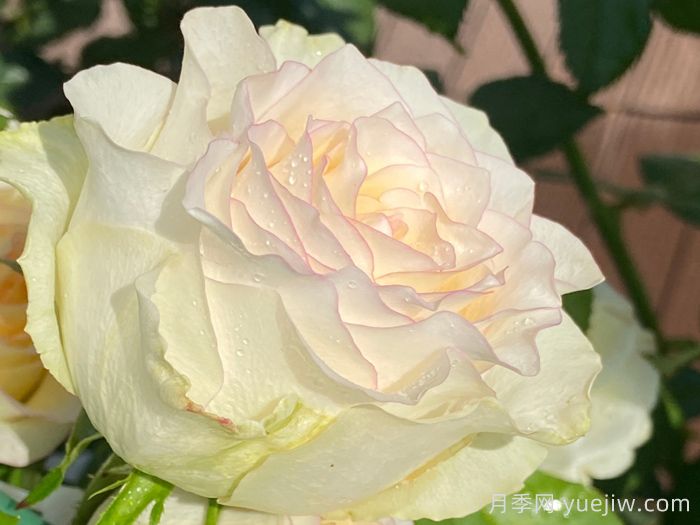 白色艾莎月季/白艾莎(图2)